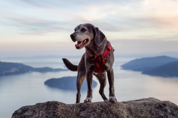 A Guide to Pet Adoption in Canada: What You Need to Know