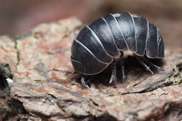 How to Deal with Common Household Pests in Canada