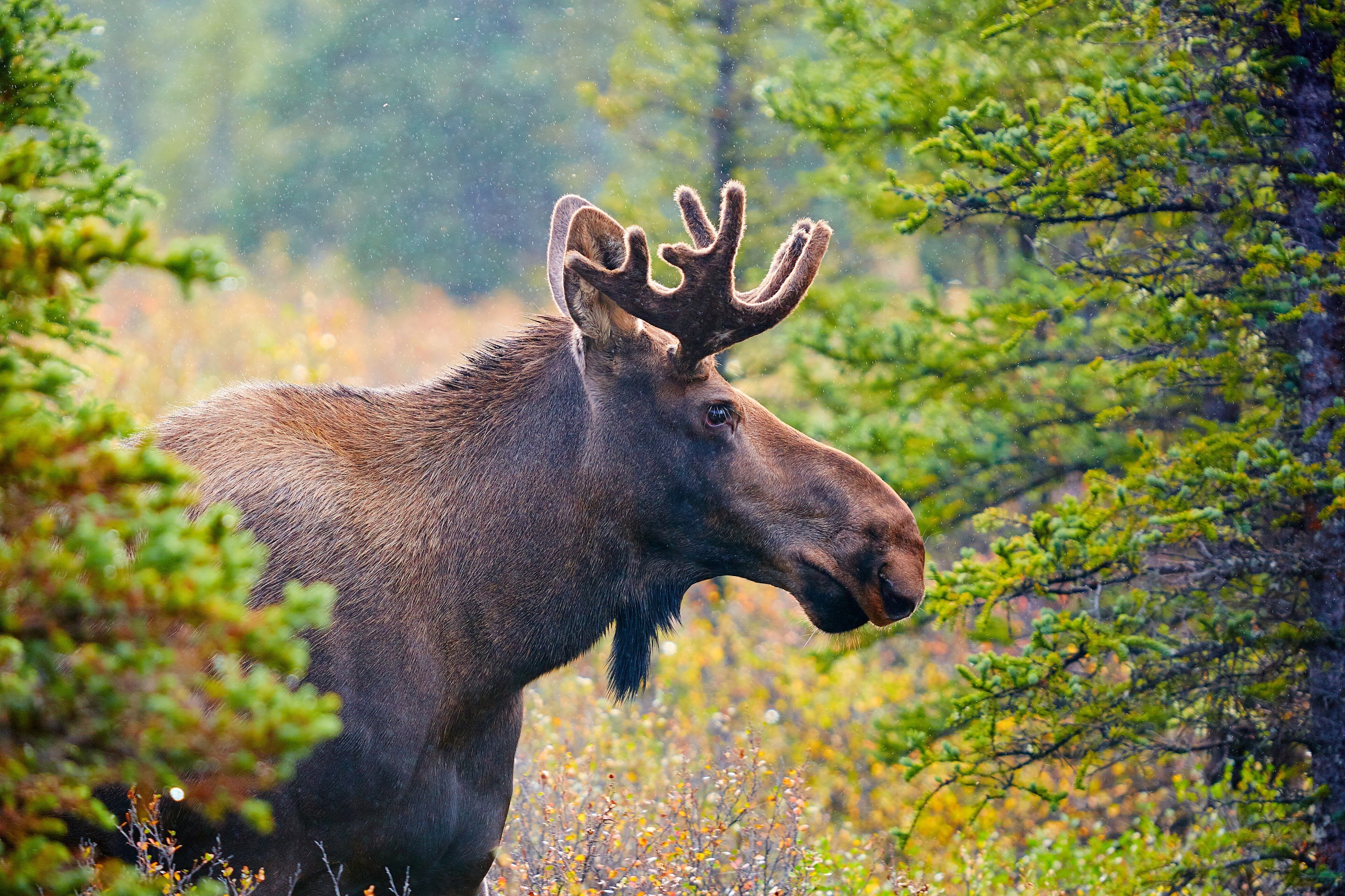 The Ultimate Guide to Canada's National Symbols and Icons