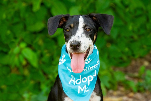 Where to Adopt a Dog or Cat in Vancouver?