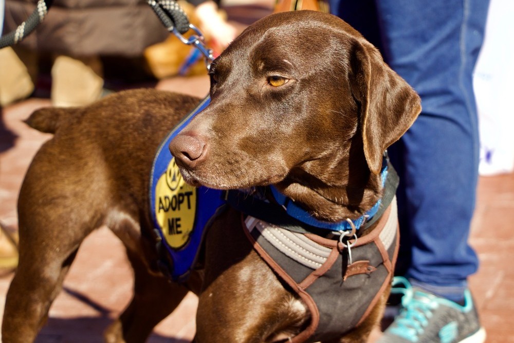 Where to Adopt a Dog or Cat in Toronto?