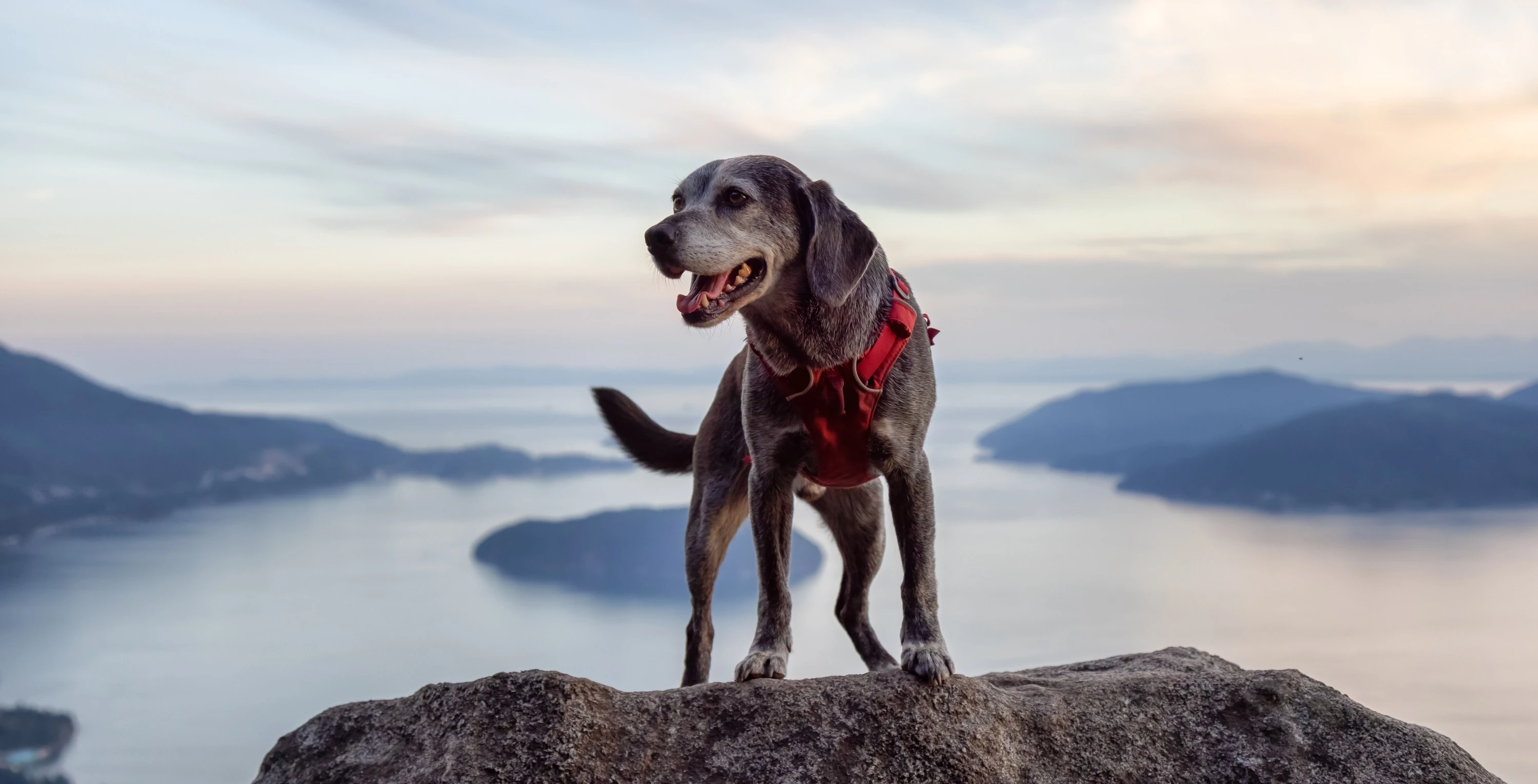 A Guide to Pet Adoption in Canada: What You Need to Know