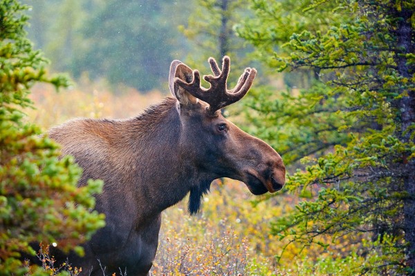 The Ultimate Guide to Canada's National Symbols and Icons