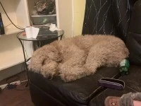 6 tear old standard poodle