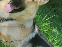 6 month german shepherd