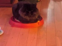 2 cats