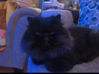 2 cats