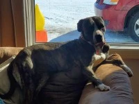 6 years pit bull