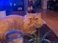 2 cats