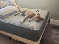 4 year old pitbull