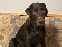 3 year-old chocolate labrador, 100 pounds. Very active.