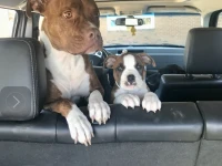 4 year old pitbull