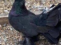 Fantail piegon