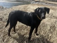 Family dog