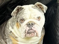4 year old bulldog