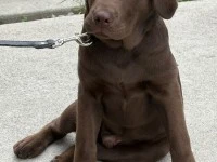 5 month Labrador Retriver