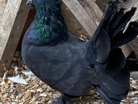 Fantail piegon