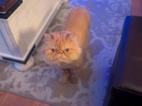 2 cats