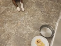 4 year old pitbull