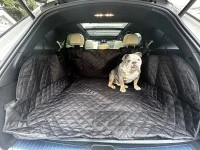 4 year old bulldog