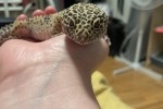 Leopard gecko