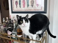 4 year old cat