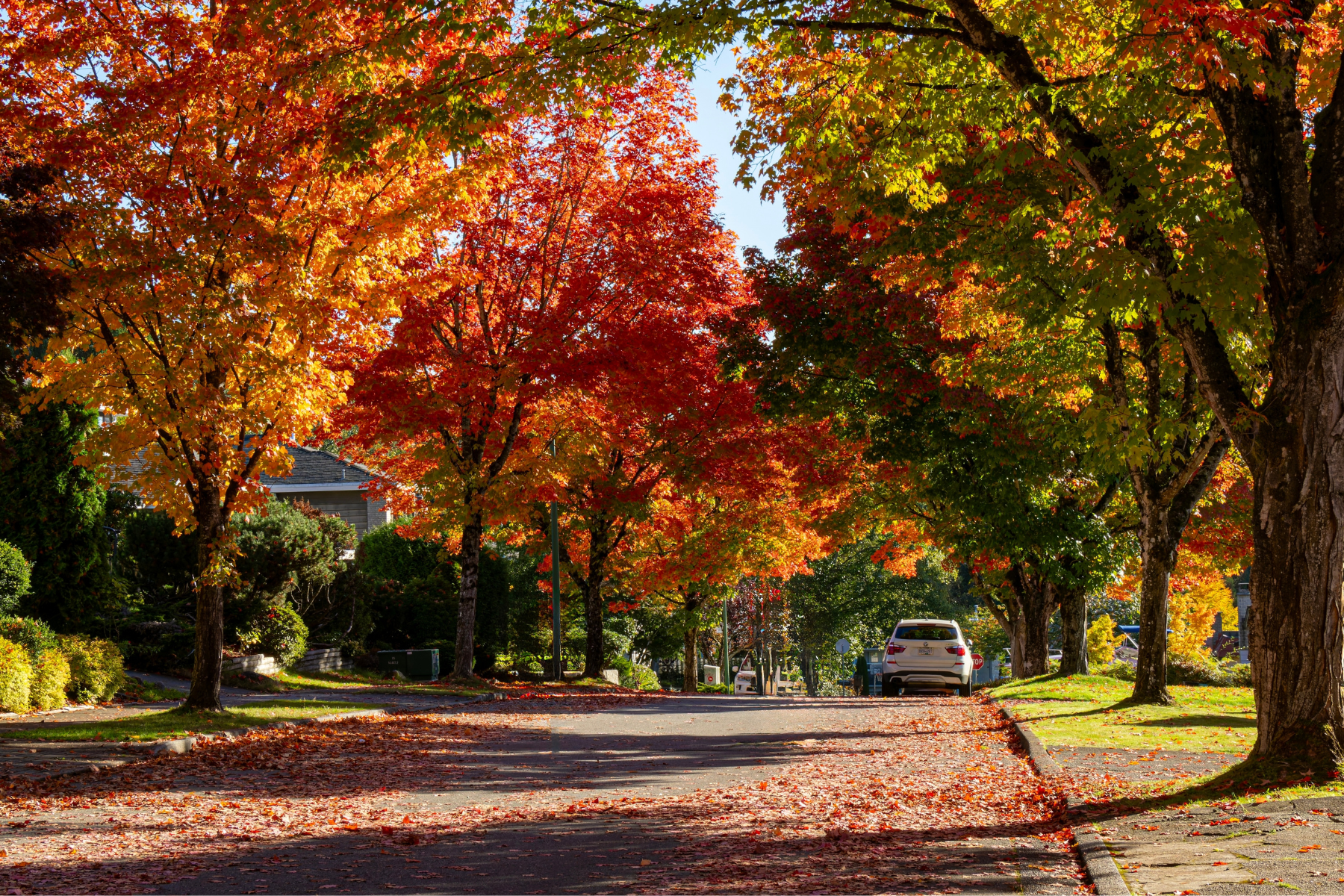 Brilliant shades of red light up Tyndale Crescent in Burnaby where every maple tree seems to be on fire with autumn color.