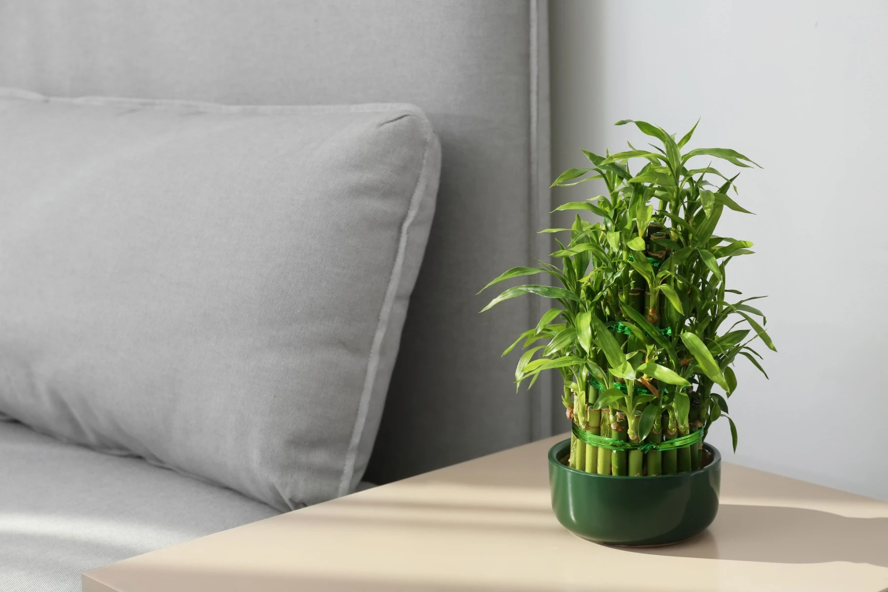 Lucky bamboo feng shui
