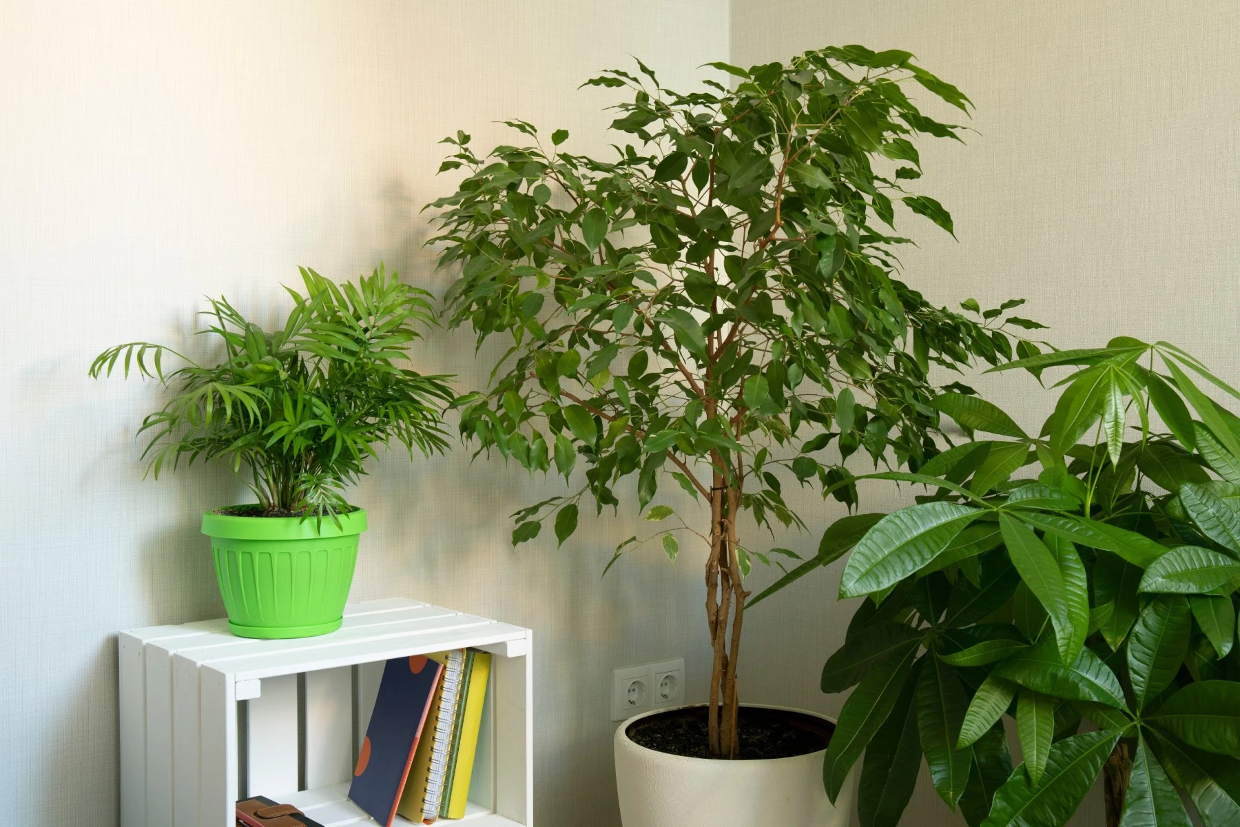 Money tree feng shui