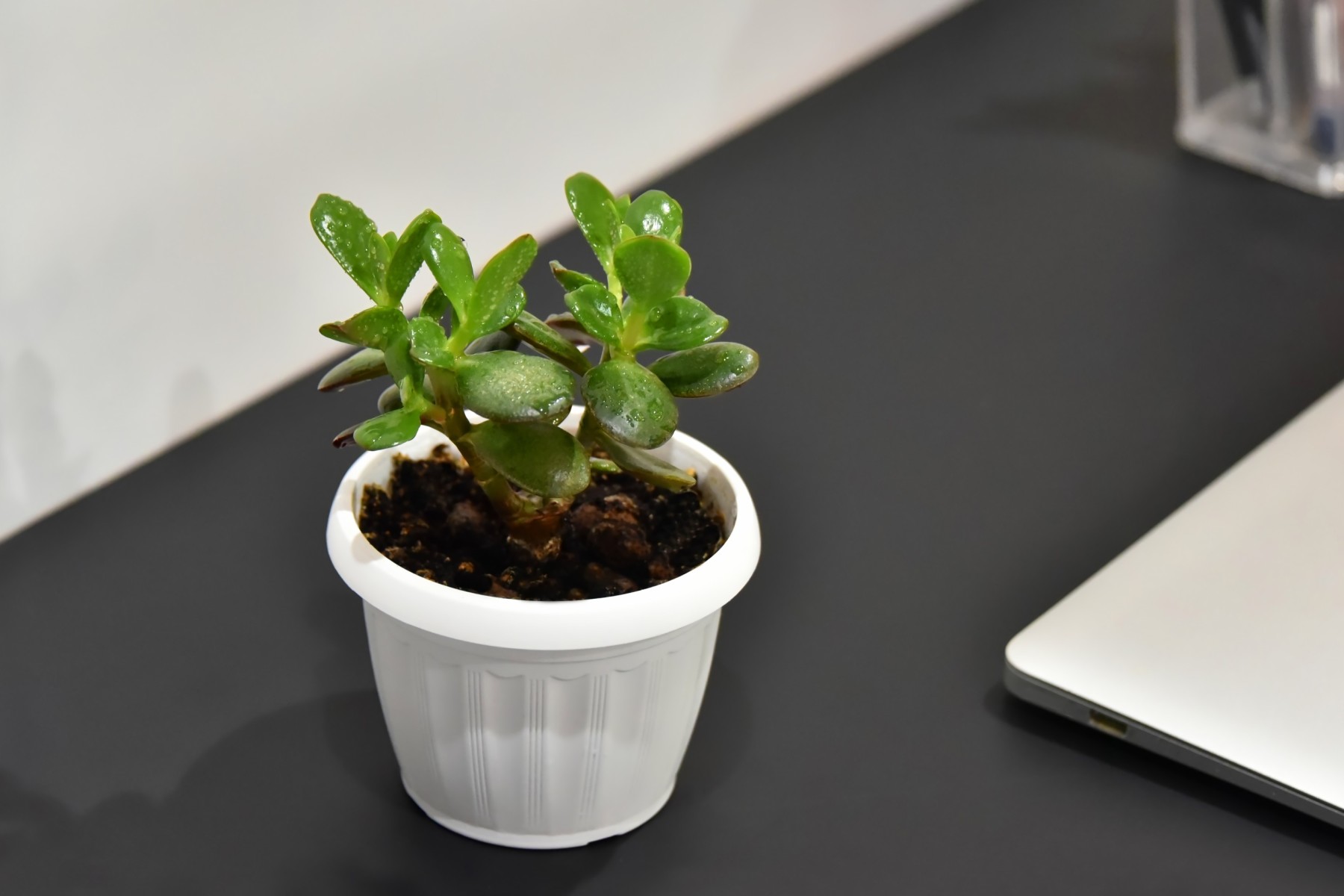 Jade plant feng shui