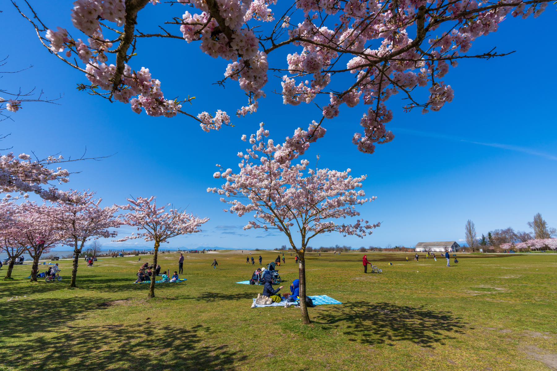 People having a picnic in the Garry Point Park in Richmond Vancouver in springtime