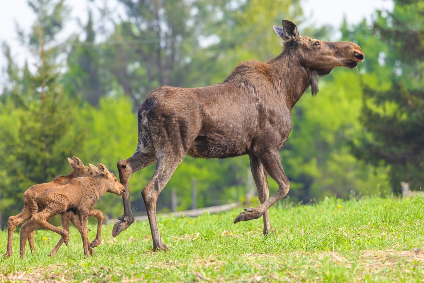 Iconic Moose, Canada