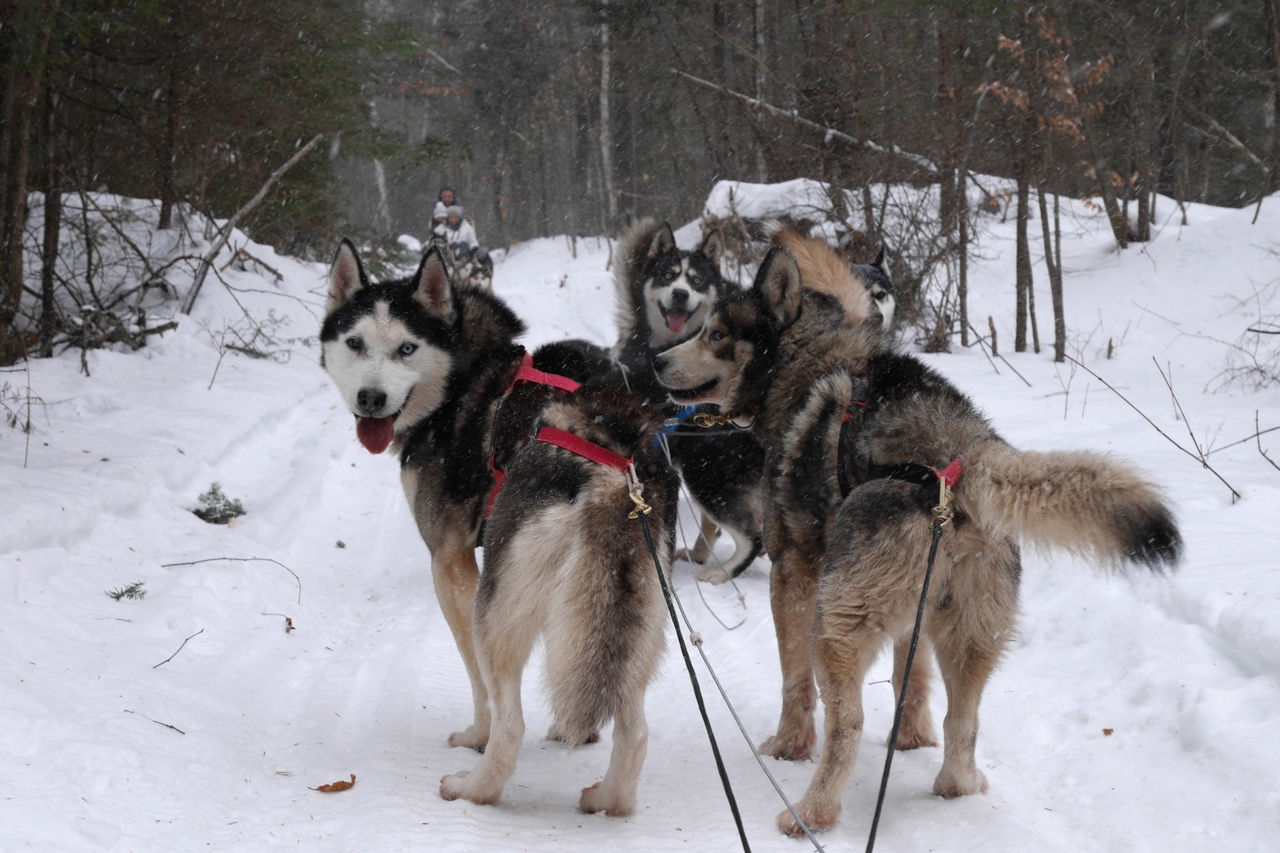 Unique Canadian sports - dog sledging