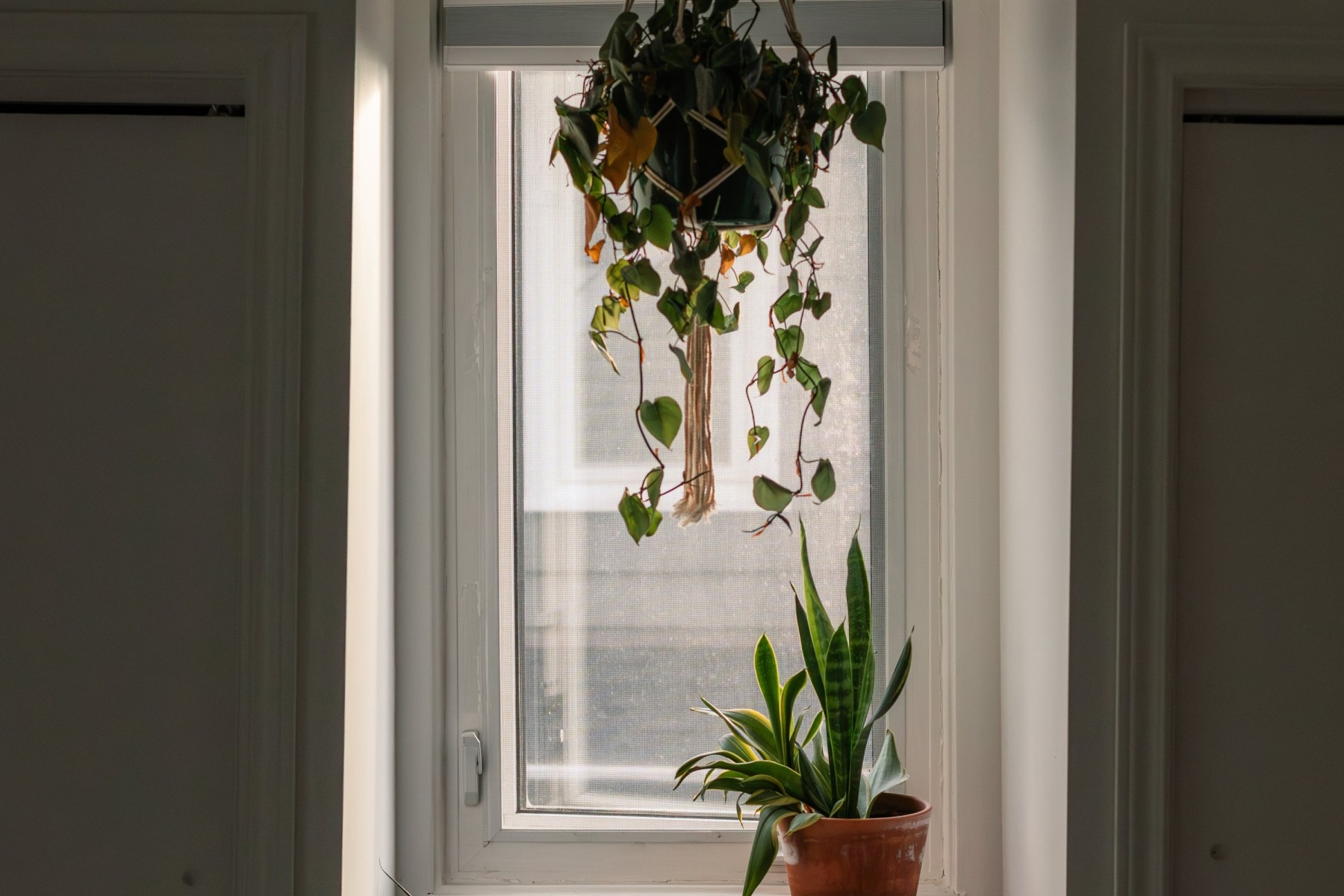 Snake plant feng shui