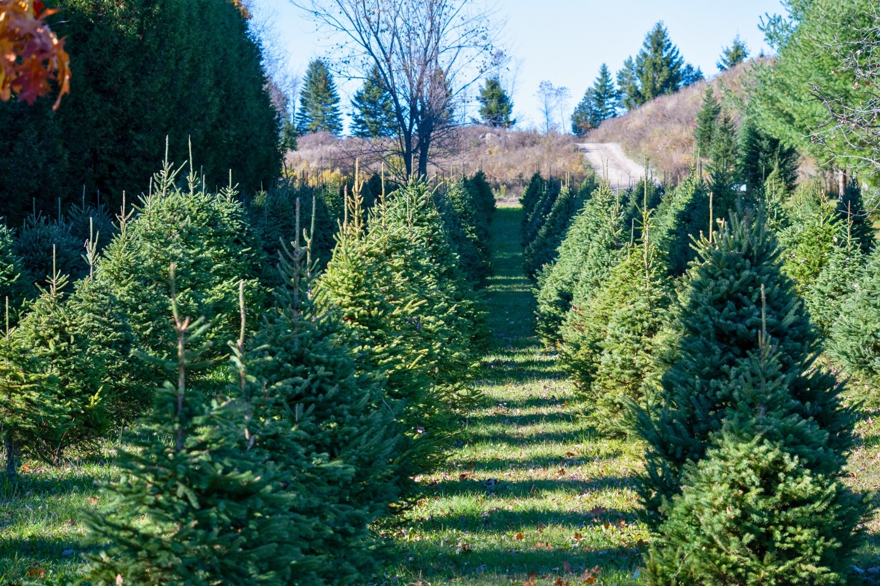 Live Christmas tree farm in Canada
