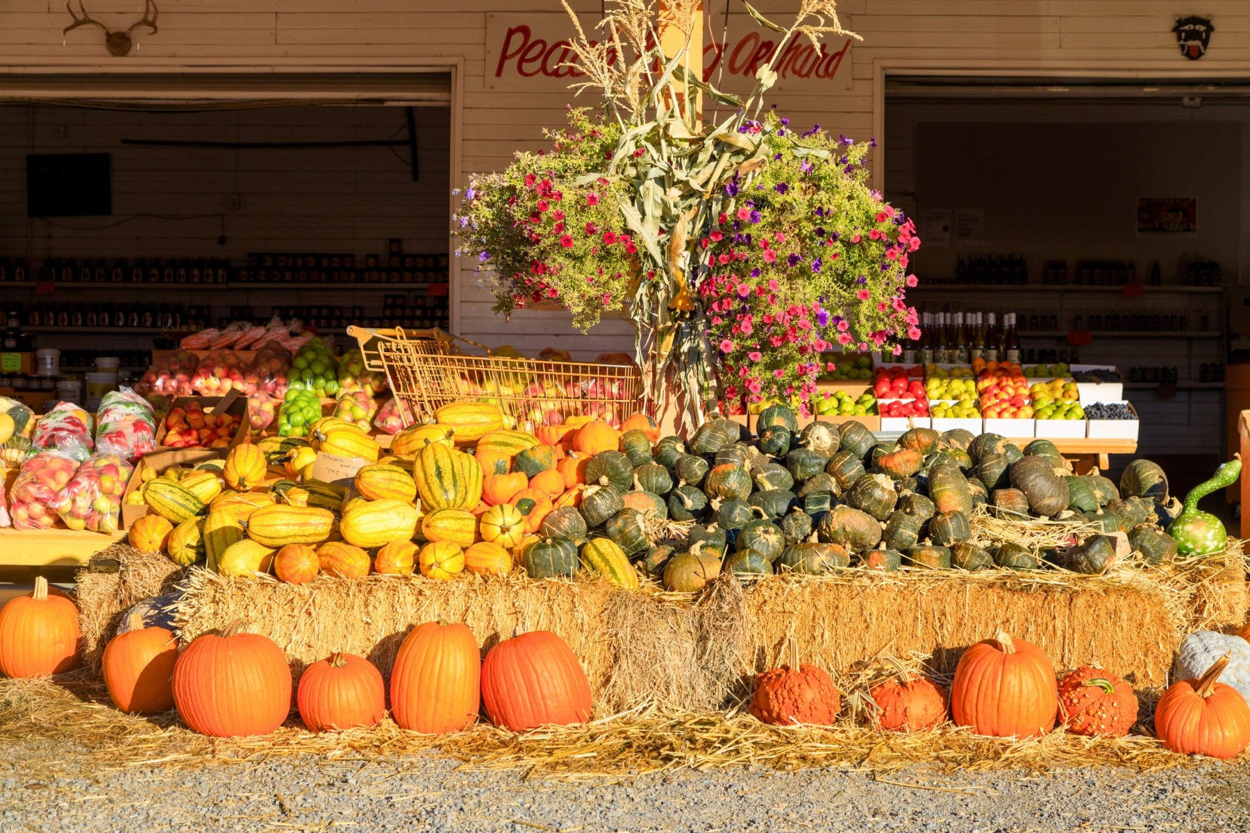 Supporting local organic produce for Thanksgving