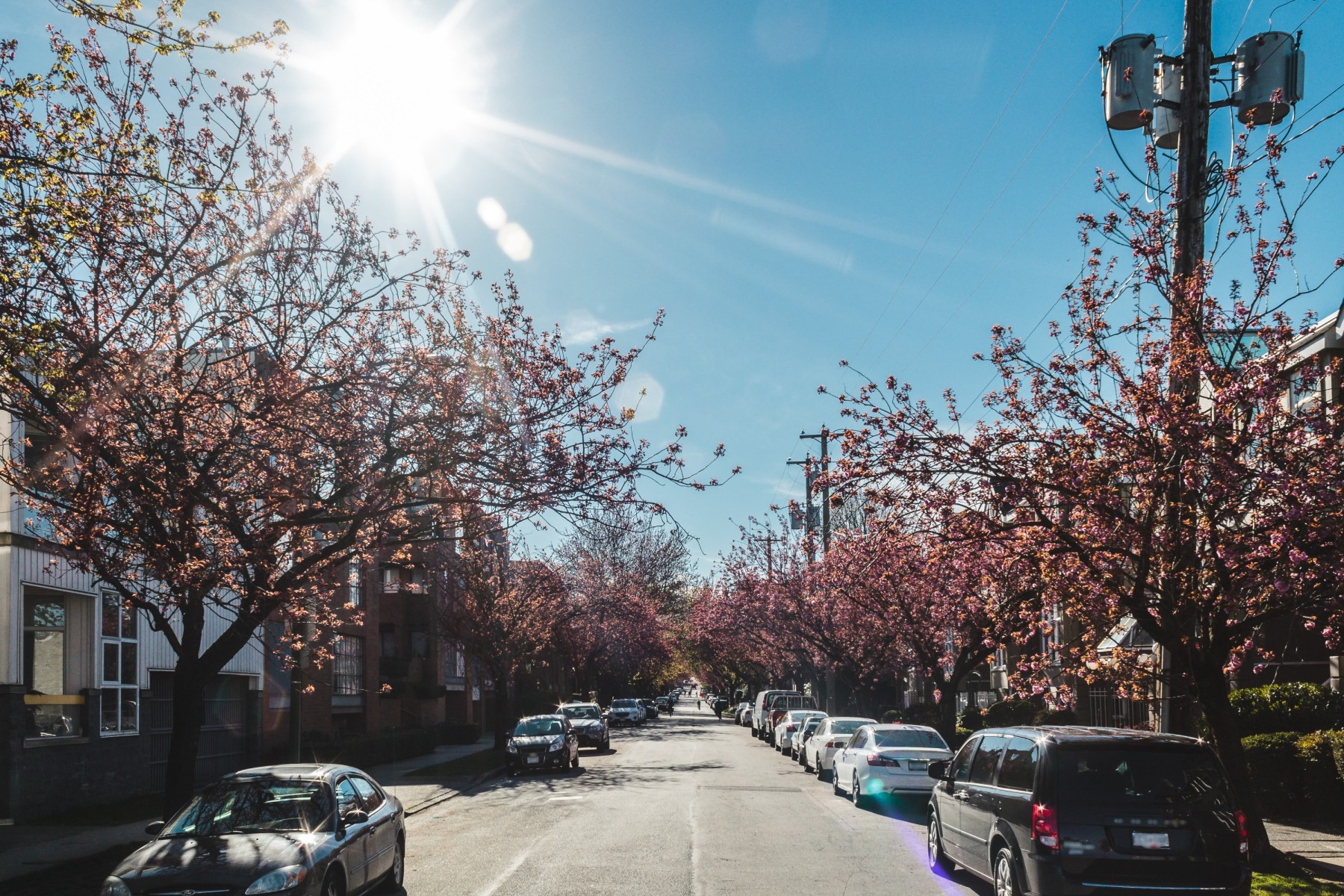 Cherry blossom lined street in Kerrisdale
