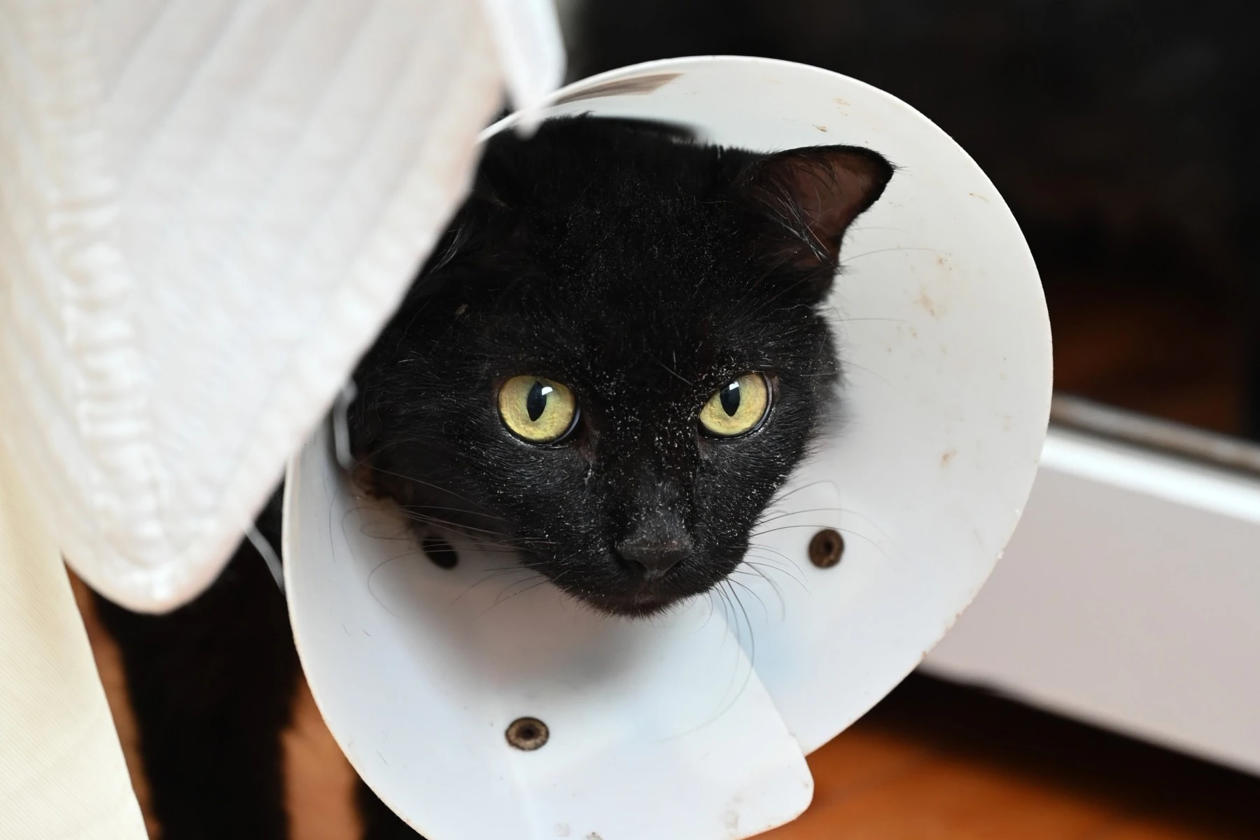 Pet insurance for pet care Canada