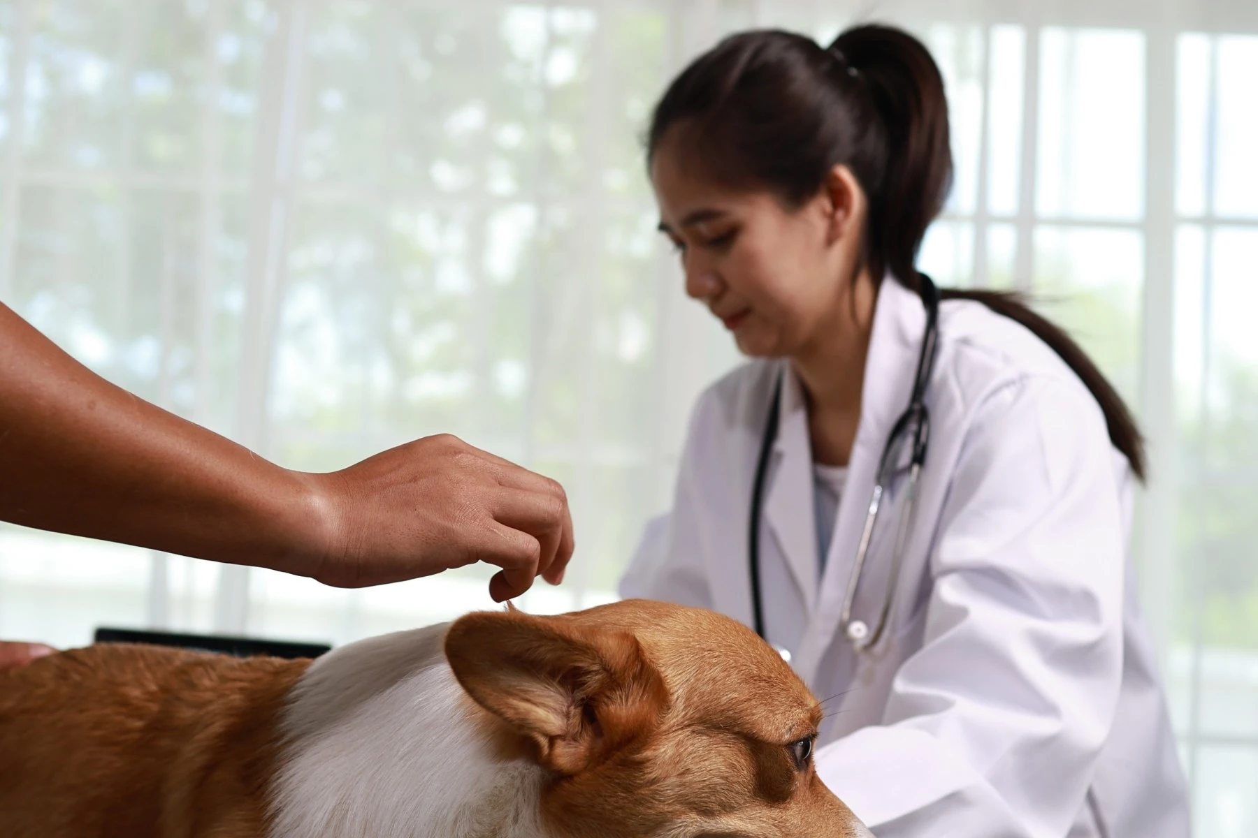 Types of pet insurance Canada